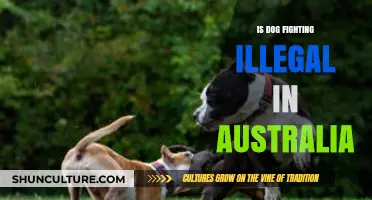 Dog Fighting: Australia's Legal Stance and Penalties