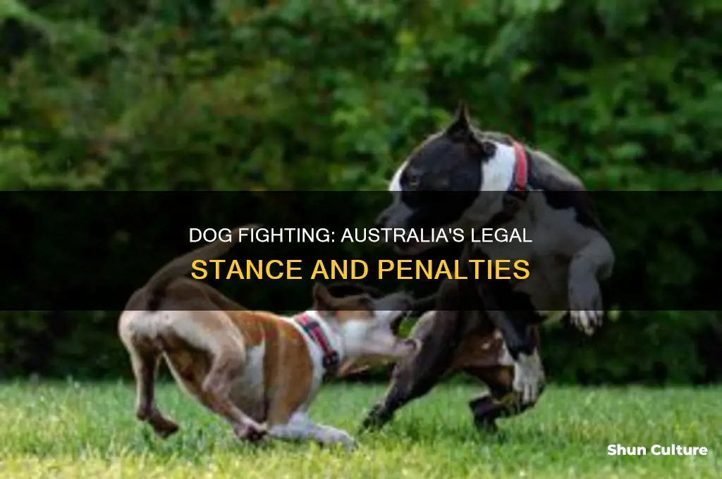 is dog fighting illegal in australia