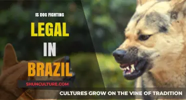 Is Dog Fighting Legal in Brazil? Understanding the Laws and Penalties