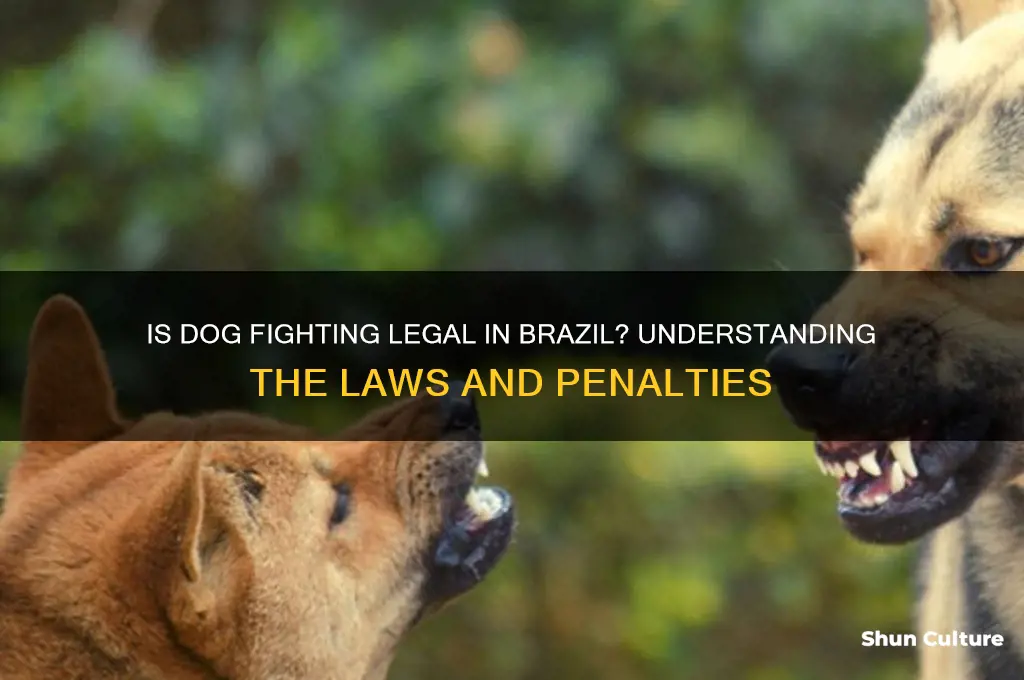 is dog fighting legal in brazil