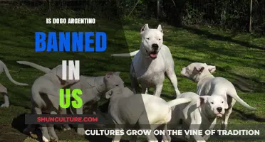 Understanding the Legal Status of Dogo Argentino in the United States