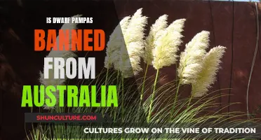 Why Dwarf Pampas Grass is Banned in Australia