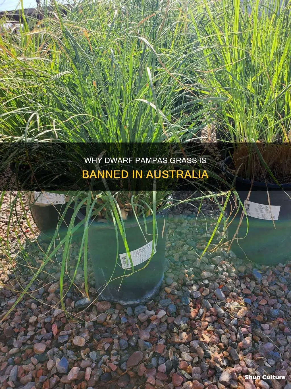 is dwarf pampas banned from australia