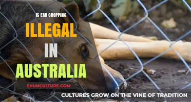Ear Cropping in Australia: Is It Legal?