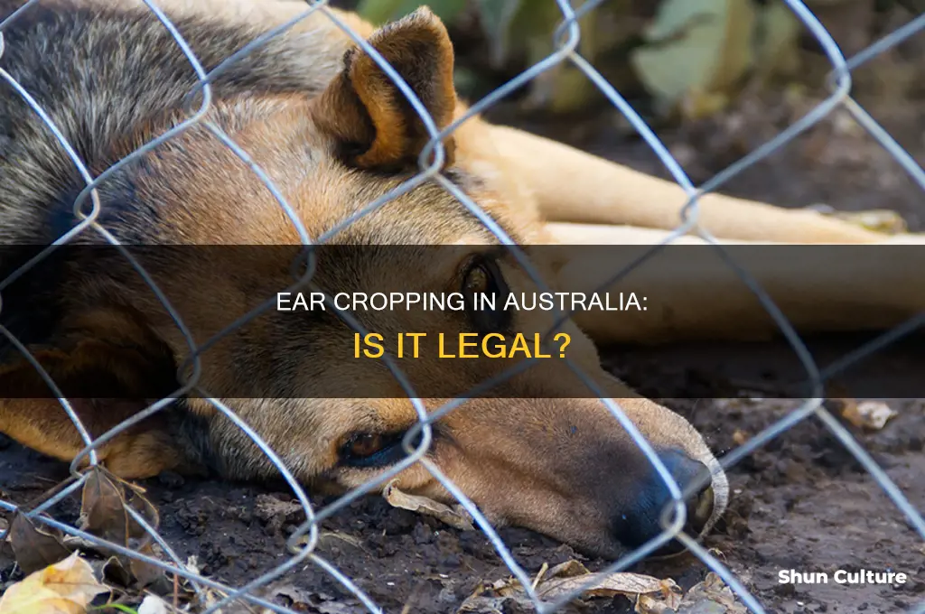 is ear cropping illegal in australia