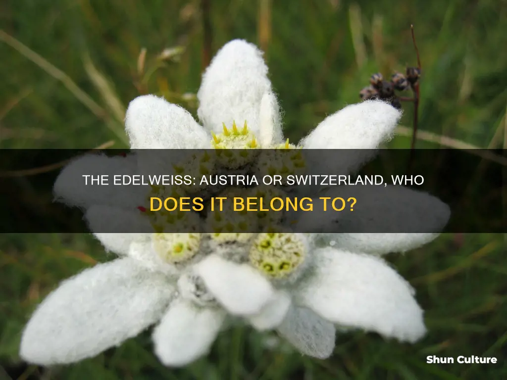 is edelweiss austrian or swiss