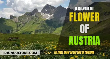 The Edelweiss: Austria's Beloved National Flower