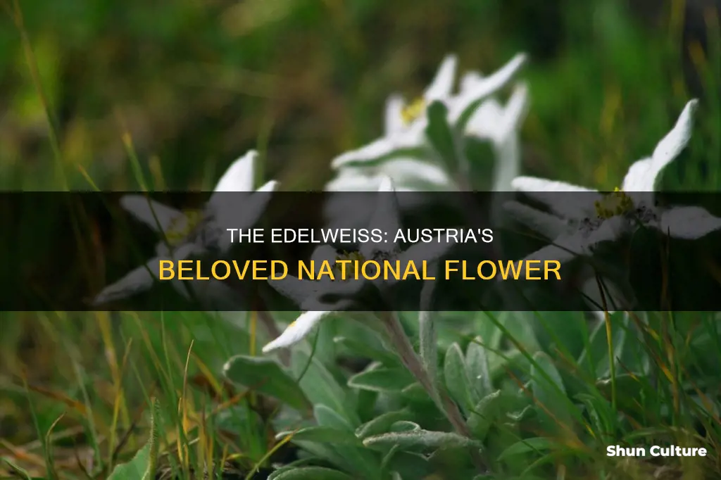 is edelweiss the flower of austria