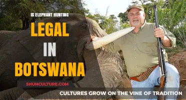 Is Elephant Hunting Legal in Botswana? Exploring the Current Laws and Controversies