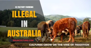 Factory Farming in Australia: Legal or Outlawed?