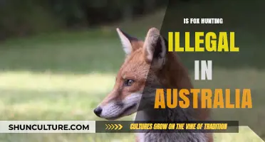 Fox Hunting in Australia: Legal or Outlawed?