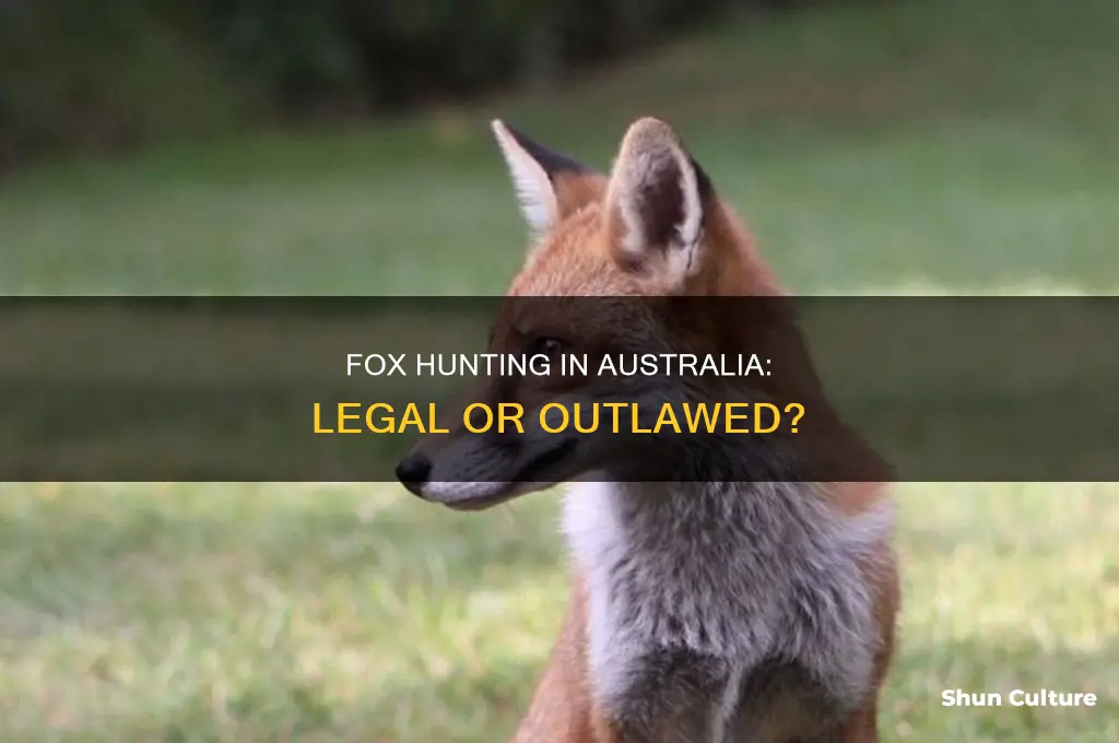 is fox hunting illegal in australia