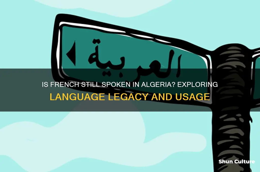 is french still spoken in algeria