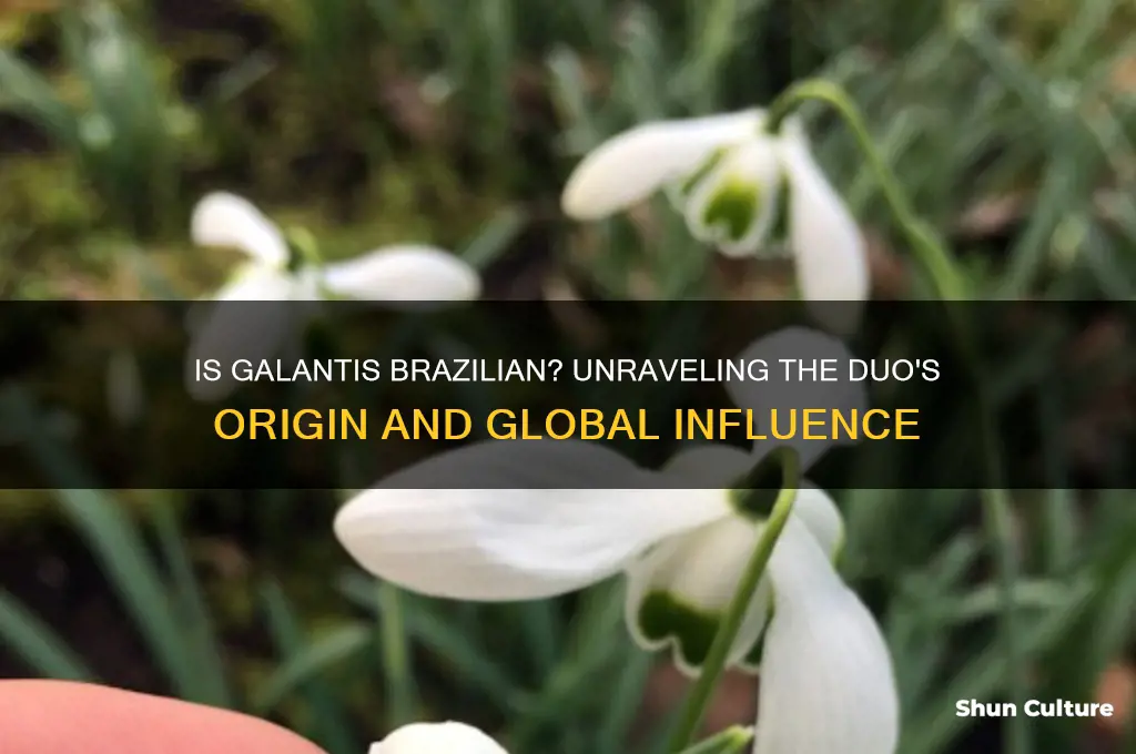 is galantis from brazil