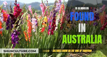 Gladiolus in Australia: Where to Find Them