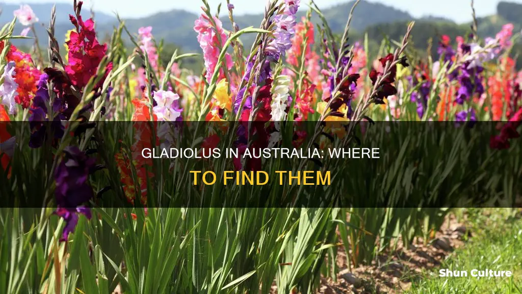 is gladiolus found in australia