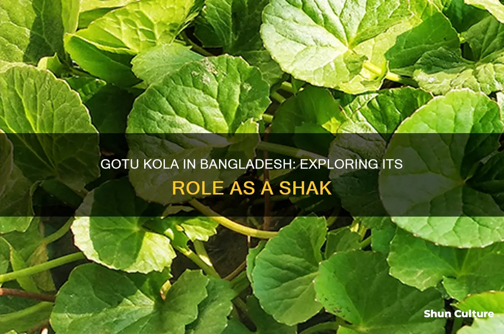 is gotu kola a shak in bangladesh