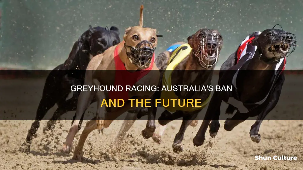 is greyhound racing banned in australia