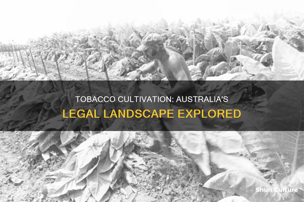 is growing tobacco illegal in australia