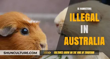 Why Hamsters are Banned in Australia