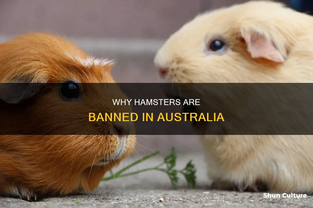 is hamsters illegal in australia
