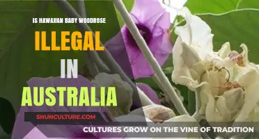 Hawaiian Baby Woodrose: Australia's Illegal Psychedelic Vine