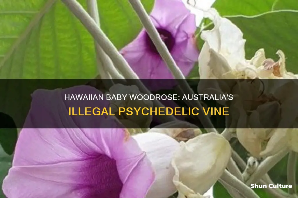 is hawaiian baby woodrose illegal in australia