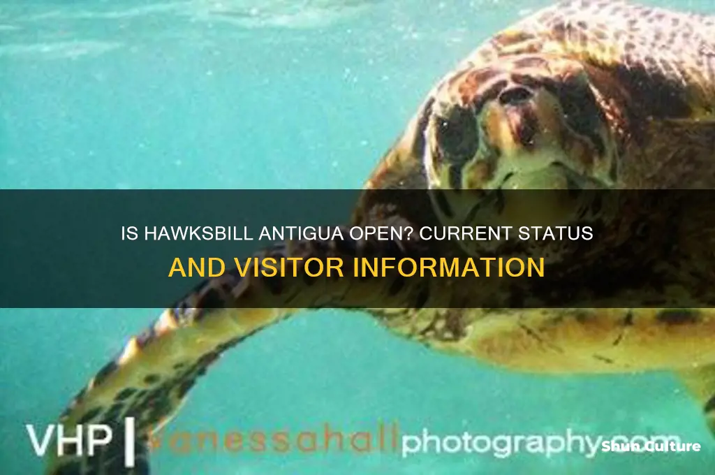 is hawksbill antigua open