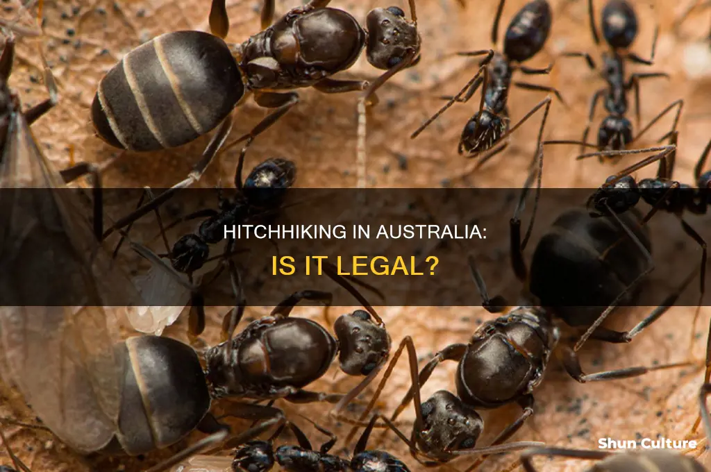 is hitchhiking illegal in australia
