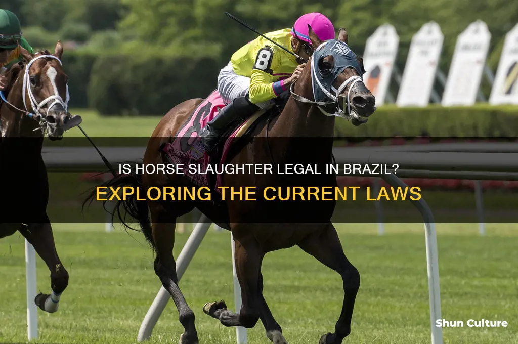 is horse slaugther allowed in brazil