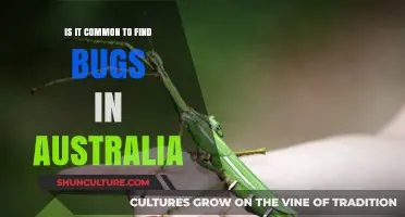 Bugs in Australia: A Common Sight?