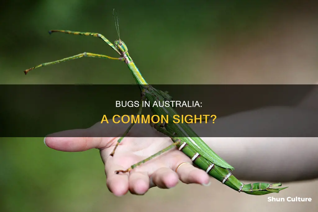 is it common to find bugs in australia