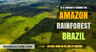 Is It Raining in the Amazon Rainforest, Brazil Right Now?