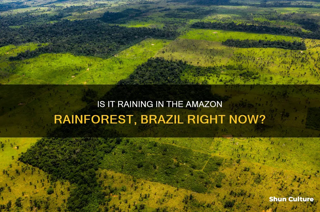 is it currently raining the amazon rainforest brazil