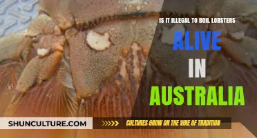 Lobster Laws: Australia's Take on Boiling Lobsters Alive