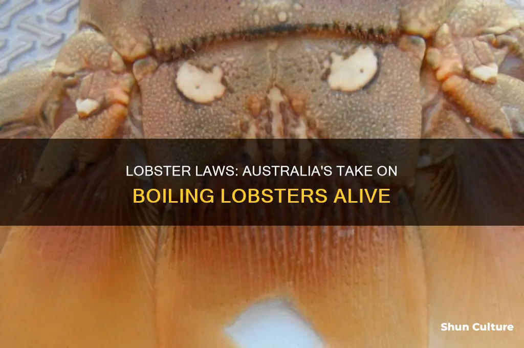 is it illegal to boil lobsters alive in australia