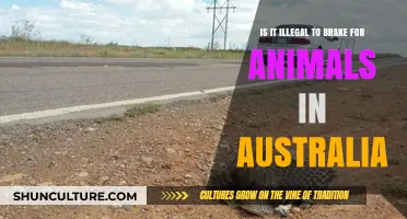 Braking for Animals: Legal or Not in Australia?