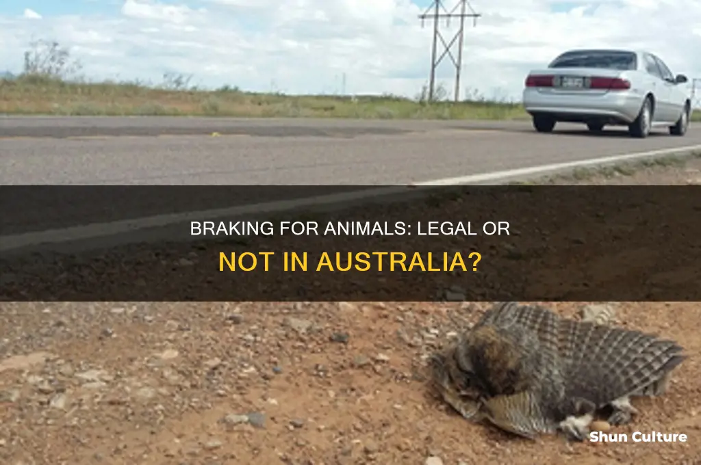 is it illegal to brake for animals in australia