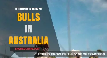 Breeding Pit Bulls in Australia: What's the Law?