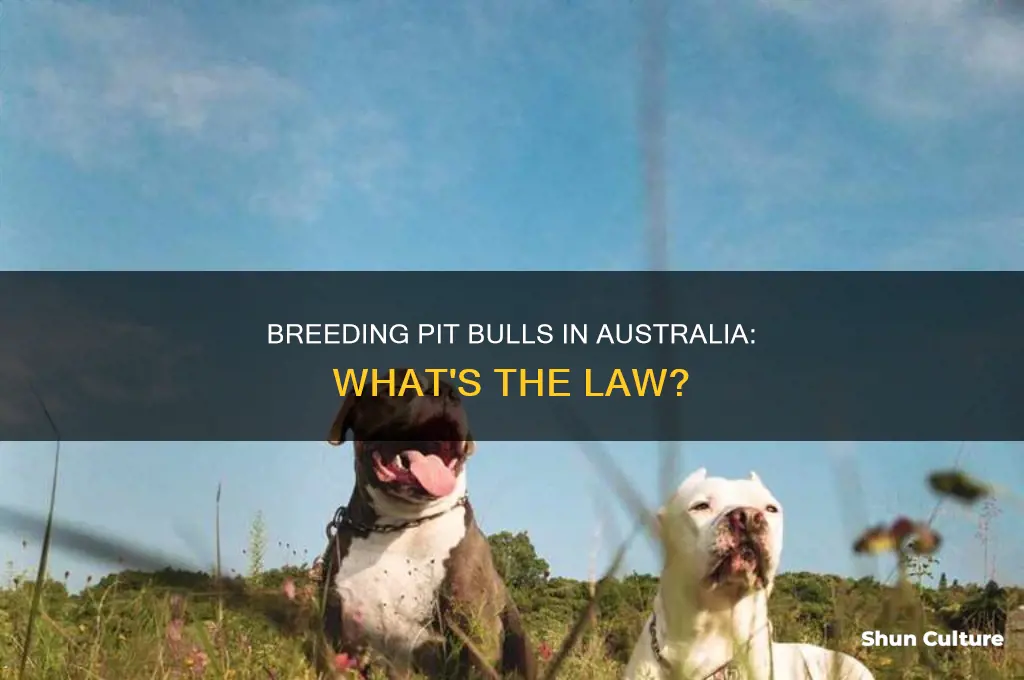 is it illegal to breed pit bulls in australia