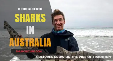Shark Fishing in Australia: Legal or Not?