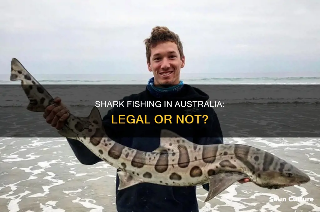is it illegal to catch sharks in australia