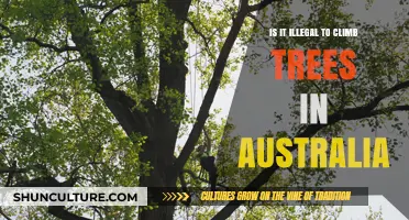 Tree Climbing in Australia: What's the Law?