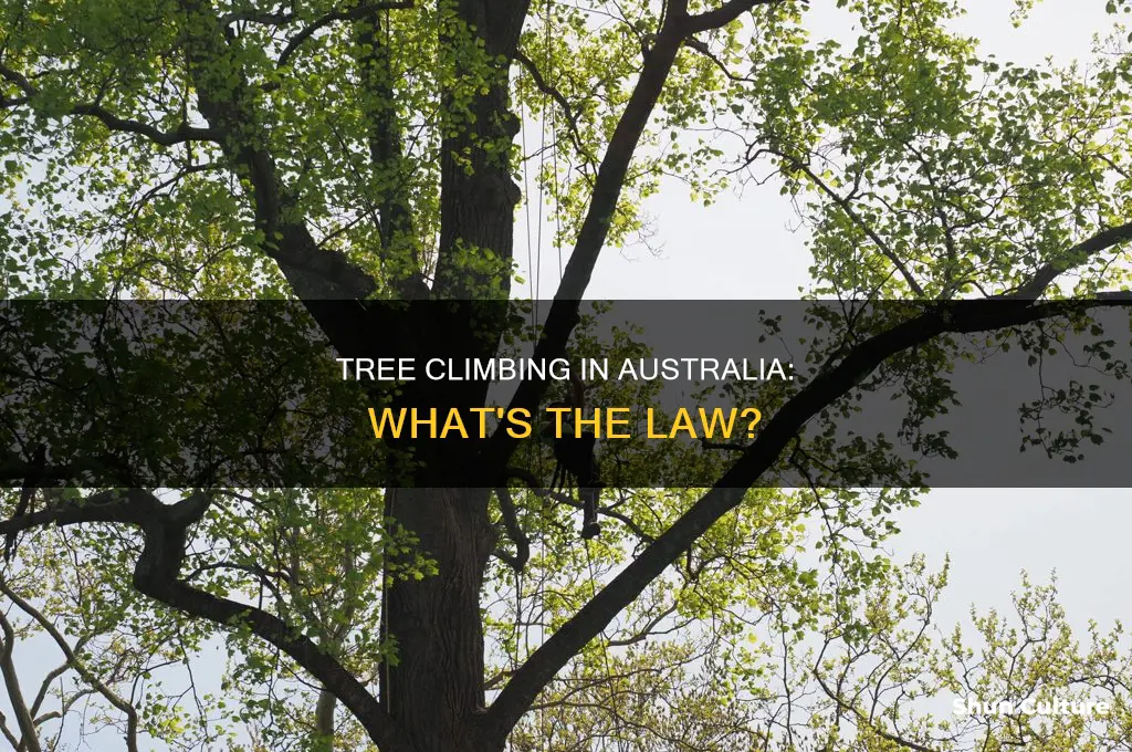 is it illegal to climb trees in australia