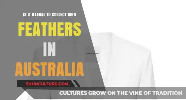 Bird Feathers and Australian Law: What's Allowed?