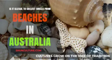 Shell Collection in Australia: Legal or Not?