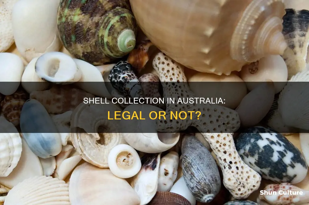 is it illegal to collect shells from beaches in australia