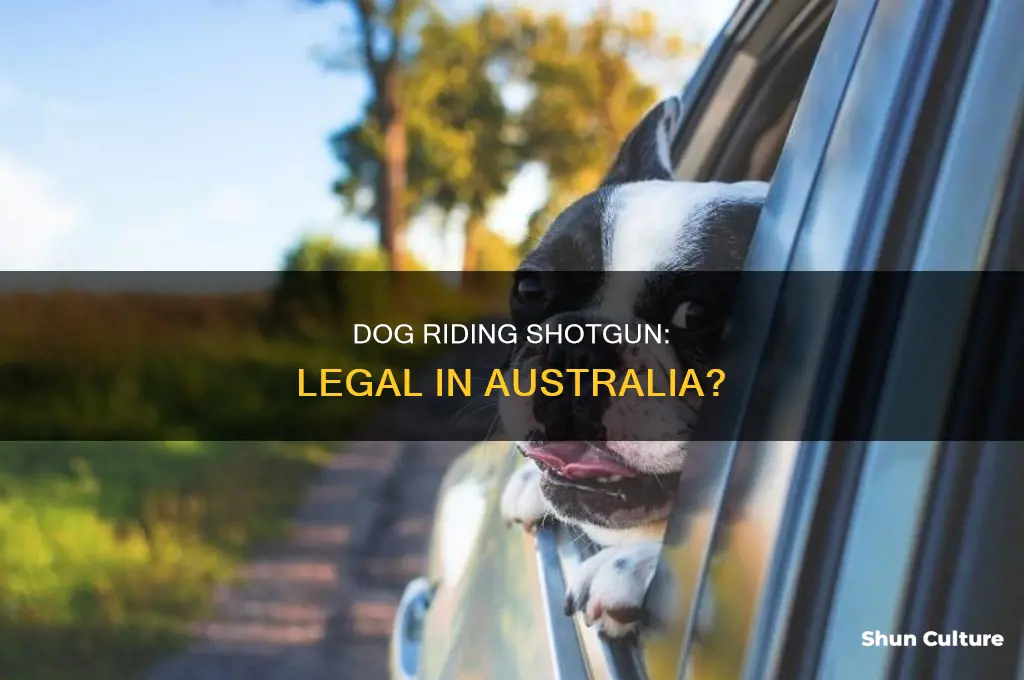 is it illegal to drive with dog in front australia
