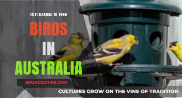 Bird Feeding in Australia: What's the Law?