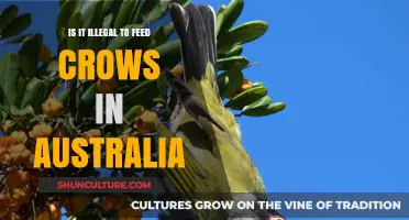 Feeding Crows in Australia: What's the Law?